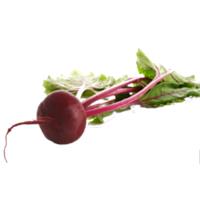 Rode Bieten
